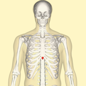 Xiphoid process frontal.png