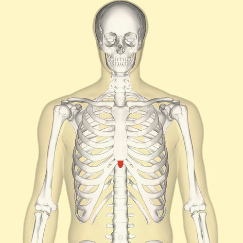 That little red spot is the XIPHOID process