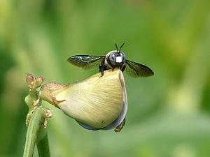 Xylocopa (Carpenter bee)