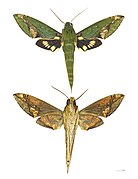 Xylophanes chiron nechus mounted specimen