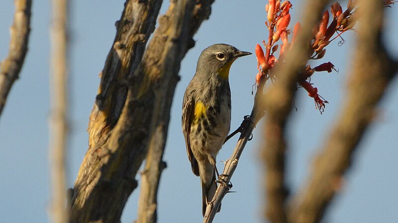 File:Yellow-rumped Warbler - Audubon's - 8748890924.jpg