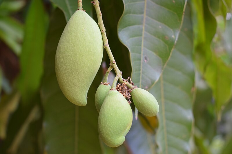 File:Young mango fruits in Tak Province.JPG