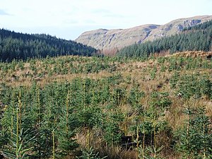 Forestry In Scotland