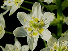 Zigadenus fremontii 001.jpg