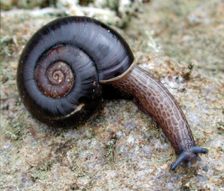 Haplotrematidae Family of gastropods