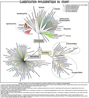 volution biologie Wikip dia