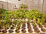 Aquaponics - Wikipedia