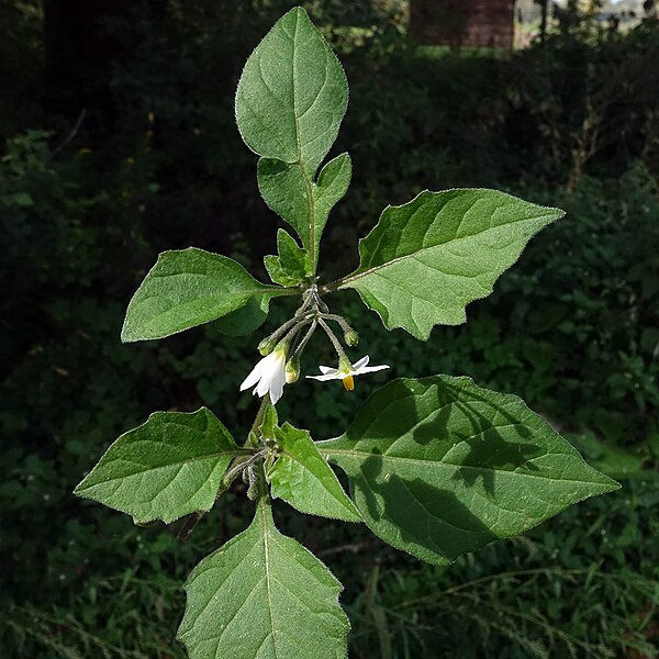 File:(ms) Solanum nigrum 2.jpg