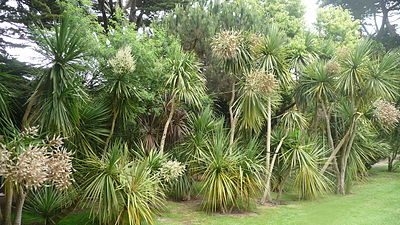 Cordylines.