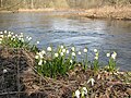 Řeka Morava na jaře s bledulí jarní