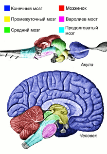 Позвоночные — мозг — области.png