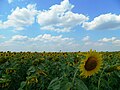 Соняшникове поле біля Чернігівки