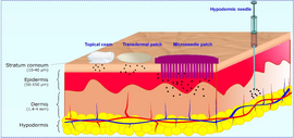MNPs may puncture stratum corneum to deliver directly to the dermis layer. Skhematichnoe izobrazhenie glubiny vvedeniia aktivnoi substantsii.png