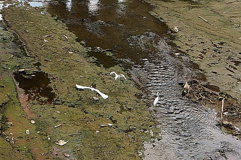 File:白鷺 egrets - panoramio.jpg