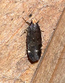 - 2198 - Aroga trialbamaculella - Red-Striped Fireworm Moth (sannsynlig ID) (14162044347) .jpg