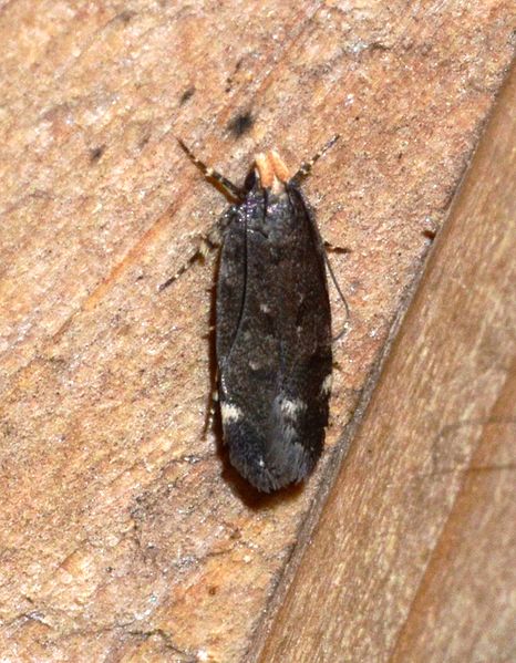 File:- 2198 – Aroga trialbamaculella – Red-Striped Fireworm Moth (probable ID) (14162044347).jpg