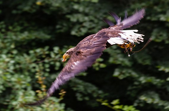 Seeadler im Wildpark Lüneburger Heide. White-tailed eagle in the Wildpark Lüneburger Heide.