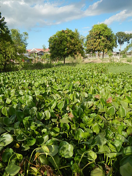 File:04506jfDomesticated Water Hyacinth Pescadores Poblacion Candaba Pampangafvf 06.JPG