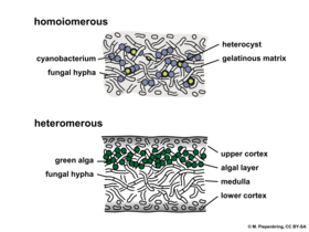 homomeer en heteromeer thallus