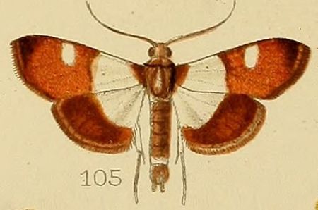 Caprinia castanealis