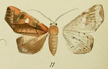 11-Episparis penetrata Walker, 1857 (Episparis sublibatrix) .JPG