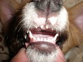 Mléčný chrup 11 týdnů starého štěněte – začíná rozestupování mléčných zubů
