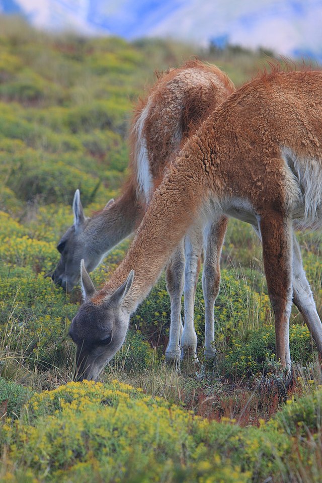 File:171_-_Torres_del_Paines_-_Guanaco_-_Janvier_2010.JPG