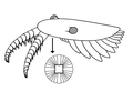 Outdated reconstruction of Anomalocaris canadensis (1980s) アノマロカリス・カナデンシスの旧復元（1980年代）