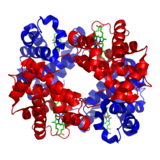A schematic of hemoglobin. The red and blue ribbons represent the protein globin; the green structures are the heme groups. 1GZX Haemoglobin.png