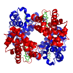 Podjednostka α hemoglobiny