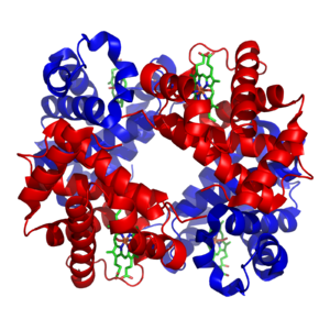 The structure of iron-containing hemoglobin. The protein subunits are in red and blue, and the iron-containing heme groups in green. From PDB: 1GZX . 1GZX Haemoglobin.png