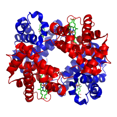 The Hemoglobin molecule has four heme-binding subunits, each made largely of α-helices.