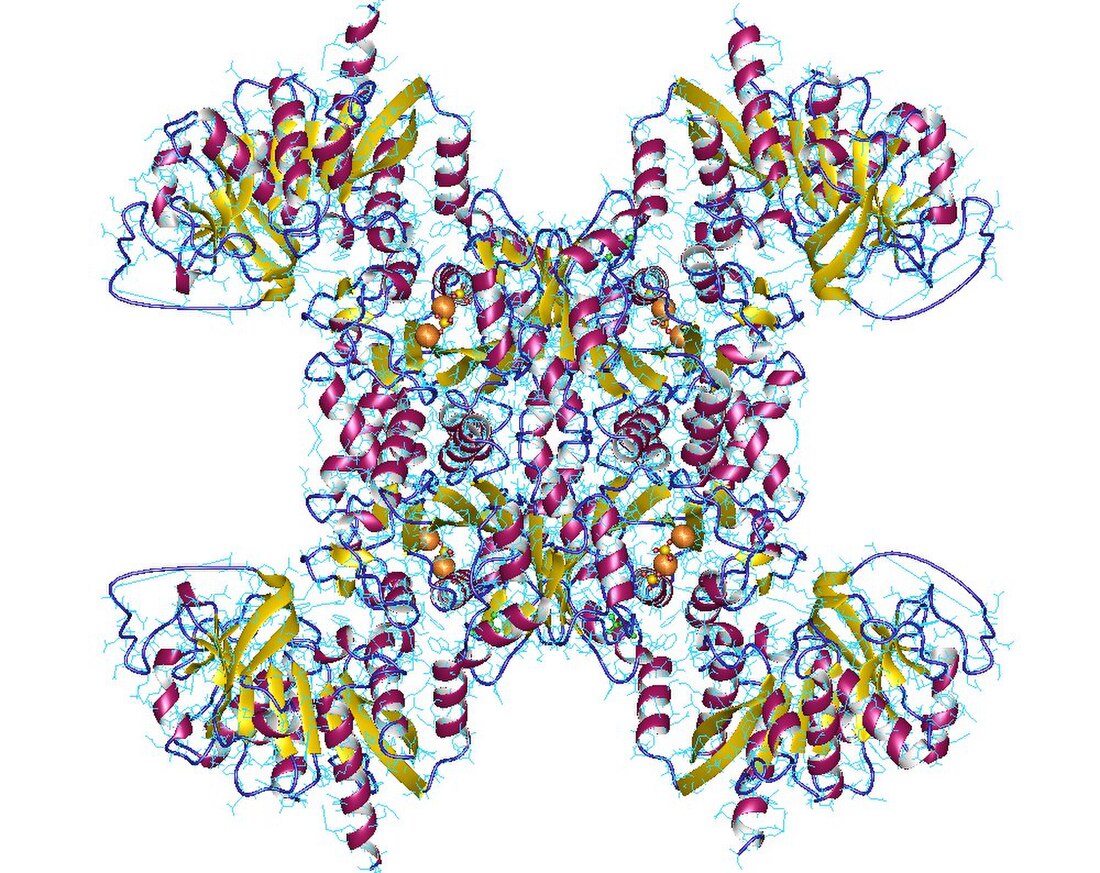 CTP synthetase