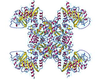 <span class="mw-page-title-main">CTP synthetase</span> Enzyme