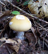 List Of Poisonous Fungus Species