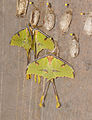 2011-04-25-lepidoptera-hunawihr-8.jpg