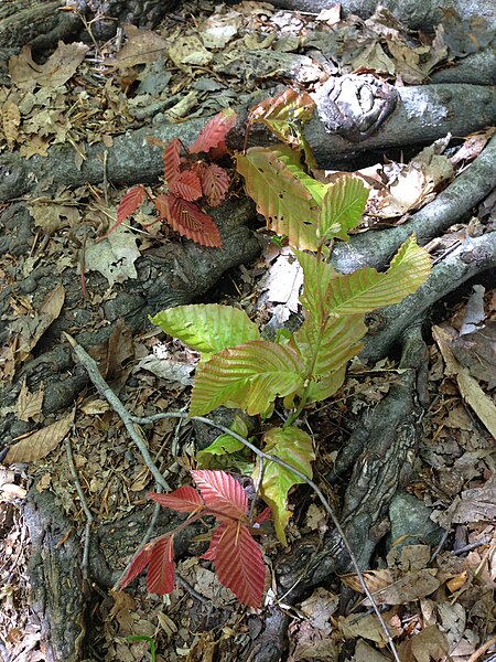 File:2013-05-06 14 38 22 Beech suckers along the Summit Trail in Jenny Jump State Forest.jpg