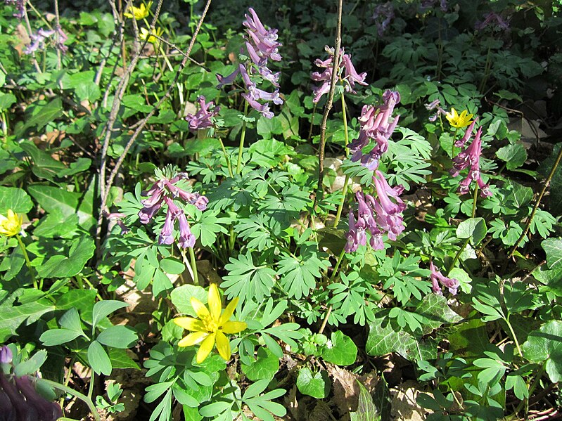 File:20130414Corydalis solida8.jpg