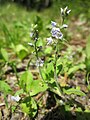 Veronica officinalis (Echter Ehrenpreis)