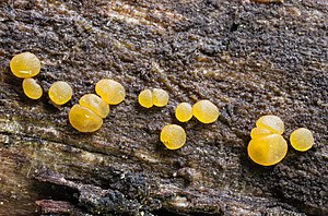 Various pore gelatinous tears on a branch of the American strawberry tree