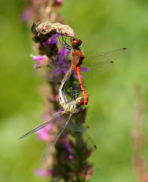 Sympetrum sanguineum