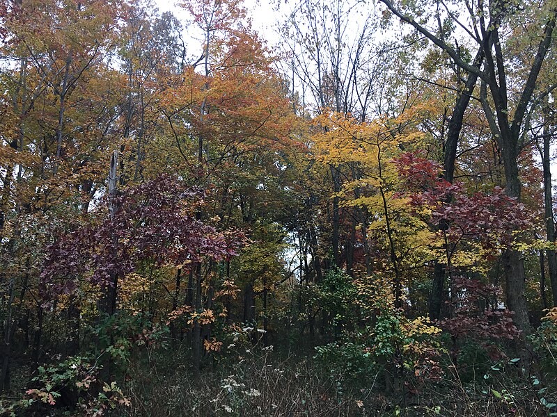 File:2017-11-09 14 34 38 Wooded area during late autumn along Stone Heather Drive in the Franklin Farm section of Oak Hill, Fairfax County, Virginia.jpg