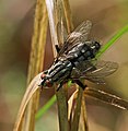 Graue Fleischfliege - Sarcophaga carnaria, Paarung