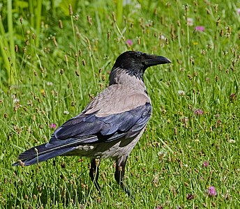 Hooded crow - Corvus cornix