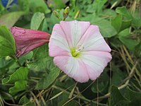 Convolvulus arvensis