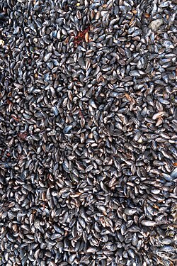 Countless number of mussels on the beach, Baltic Sea, Rerik