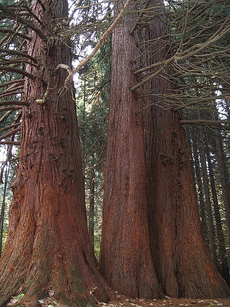 File:2018 Sequoias from Yuchbunar BG.jpg