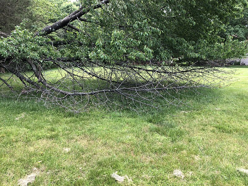 File:2019-05-23 14 44 15 A Cherry tree broken during a storm, with all the lower leaves having been eaten by deer, along a walking path in the Franklin Glen section of Chantilly, Fairfax County, Virginia.jpg