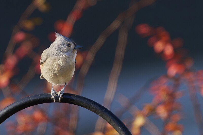 File:20231212 tufted titmouse casa PD102583.jpg