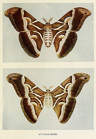 <i>Samia ricini</i> Genus of moths